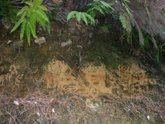 桜島・姶良火山灰層