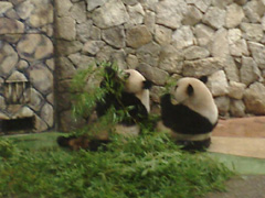 パンダ