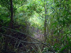 要害山（馬谷城跡）の竪堀