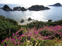 ブーゲンビレアの花