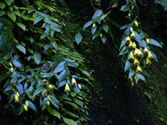 キイジョウロウホトトギス