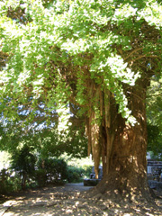 光泉寺の子授けイチョウ