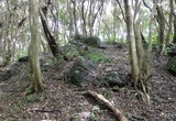 高塚の森（塚の場所）