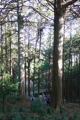 峯の夫婦ヒノキ