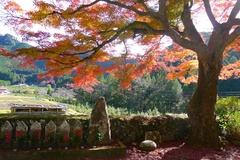 イロハ紅葉の巨木