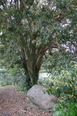 県下最大のキンモクセイの花