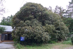 県下最大のキンモクセイ