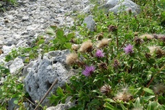 コーラルロード2