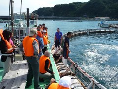 マグロ養殖体験