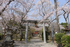 丸山神社のサクラ