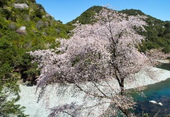 小川のヤマザクラ