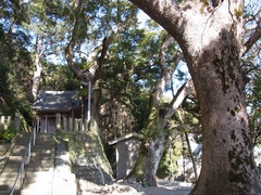 稲荷神社の大楠