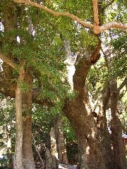 樹齢700年の大樟（くすのき）