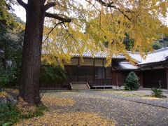 海蔵寺とイチョウ