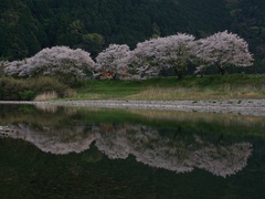 高瀬の桜並木