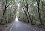 高塚の森の中の道路