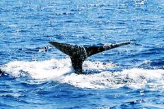 ホエールウォッチング