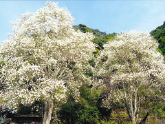 ハクモクレンの大樹