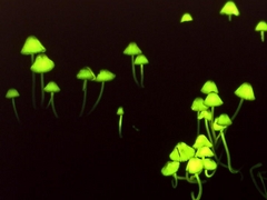 シイノトモシビタケ