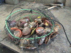 水揚げされたヒオウギ貝