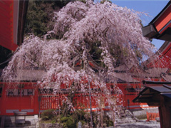 法皇桜