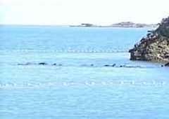 畠尻湾の鯨追い込み漁