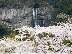 那智の滝とサクラ 
