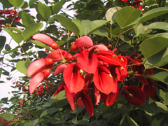 アメリカデイゴの花