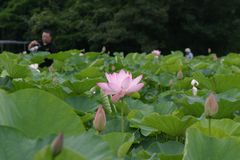 大賀ハスの花