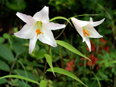 西川の郷のササユリの花