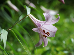 ササユリの花の写真