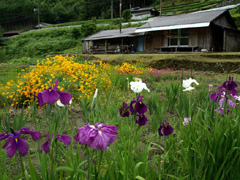西川の郷のショウブの花
