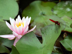 西川の郷のスイレンの花