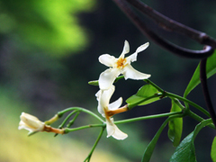 テイカカズラの花の写真