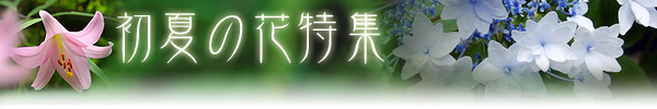 初夏の花特集