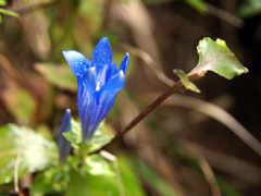 アサマリンドウの写真
