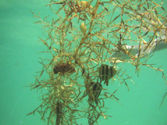 白良浜海中写真