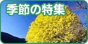 季節の特集