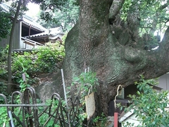 湯川神社の楠