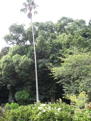 ビロウ樹とオガタマノキ（後）
