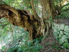 矢倉神社のシイの巨木