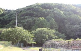 里野八幡神社の森