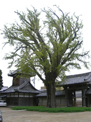 日高別院のイチョウ