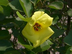 ハマボウの群生