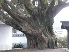 光専寺のイブキ