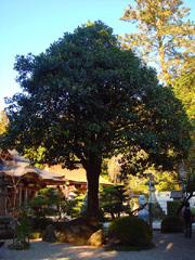 たらようの木全体