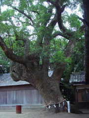 東岩代八幡神社のクス