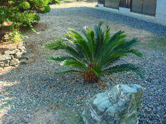 印定寺の蘇鉄二代目