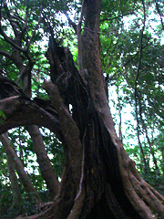 イスノキの純林