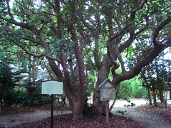 鹿島神社のヤマモモ